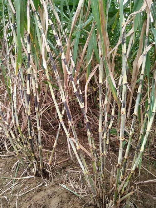 大香蔗国产免费视频,揭秘国产影视新潮流  第1张