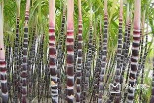 大香蔗国产免费视频,揭秘国产影视新潮流  第2张