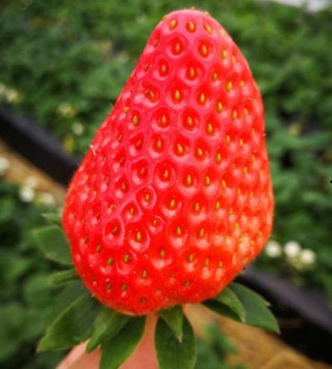 草莓视频国产天龙 央视,草莓视频与央视联手打造国产科幻巨作