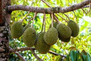 国产榴莲色版视频下载,一场视觉与味觉的双重盛宴