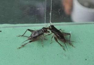 国产游戏抓蟋蟀视频大全,趣味盎然的传统玩法新体验