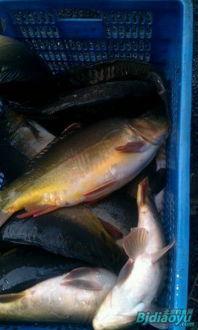 青鱼吧腾讯视频海量国产