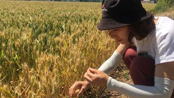 国产麦子收割视频在线播放,科技助力农业现代化